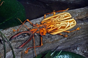 Olener-legged великий --ug або все про життя жука-гігант Olener-legged великий --ug або все про життя жука-гігант