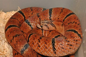 Оліфон фіолетовий - змія з маскою на голову Оліфон фіолетовий - змія з маскою на голову