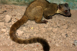 Сніданок olinge - очі Сніданок olinge - очі