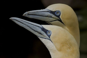 Олуша: вид, опис, цікаві факти Олуша: вид, опис, цікаві факти