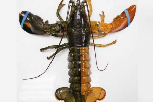 Омарний двокольоровий колір, що потрапив у америку: відео Омарний двокольоровий колір, що потрапив у америку: відео