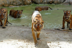 Небезпечні тварини таїланд Небезпечні тварини таїланд
