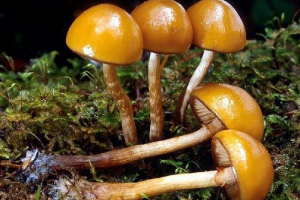 Галерея Галерея