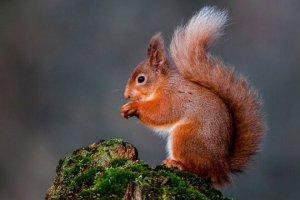 Опис, характер та білок життя Опис, характер та білок життя