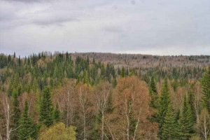 Опис та особливості природної тайгової зони Опис та особливості природної тайгової зони