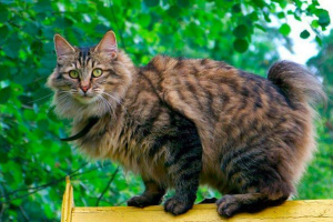 Опис породи bobrtail, природа та вміст кота Опис породи bobrtail, природа та вміст кота