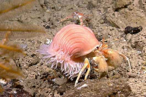 Визначення, приклади, типи та форми комісалізму Визначення, приклади, типи та форми комісалізму