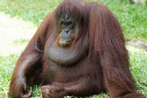 Орангутан Орангутан