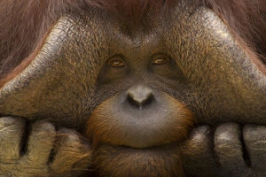 Орангутан або орангутан? Орангутан або орангутан?