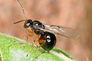 Walnity - постачальник чорнила Walnity - постачальник чорнила