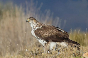 Eagle bonelli - зникає Eagle bonelli - зникає