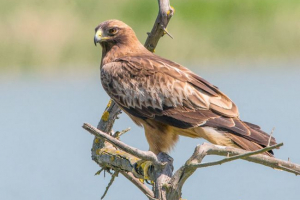 Eagle dwarf Eagle dwarf