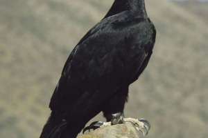 Орел верро - кафрянський орел Орел верро - кафрянський орел