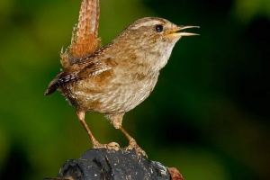 Хак, який не росте на дереві Хак, який не росте на дереві