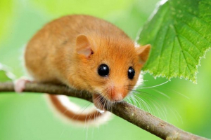 Oshness sonya: яка тварина? Oshness sonya: яка тварина?