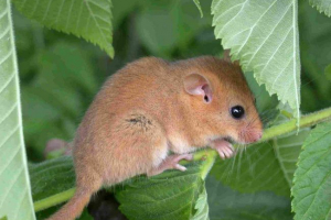 Oshness sonya - дитина, любляча тепла Oshness sonya - дитина, любляча тепла