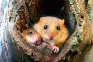 Oshness sonya Oshness sonya