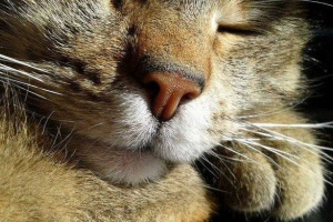 Органи, сила і значення котів Органи, сила і значення котів