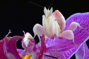 Орхідего мантіс: квіткова комаха Орхідего мантіс: квіткова комаха