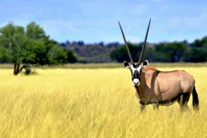 Округ Округ