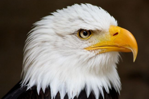 Orlans: що вони? Orlans: що вони?