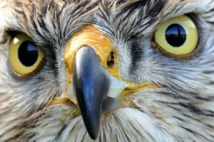 Орли - переглядів та опис Орли - переглядів та опис