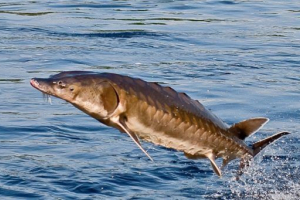 Остр сахалінський Остр сахалінський