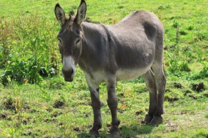 Aaara downtown Aaara downtown