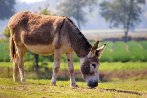 Віслюк Віслюк