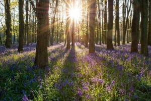 Основні біоми планети