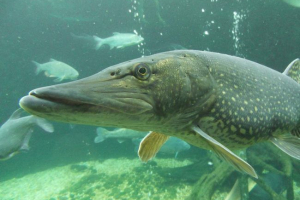 Особливості дихання в рибі Особливості дихання в рибі