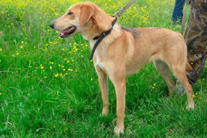 Особливості природи та освіти російської гончі Особливості природи та освіти російської гончі