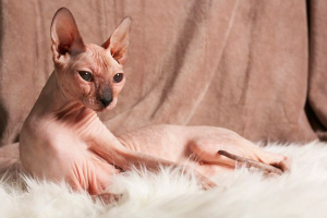Особливості котів породи sphinx Особливості котів породи sphinx