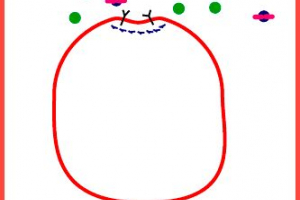 Особливості та основні типи ендоцитозу Особливості та основні типи ендоцитозу