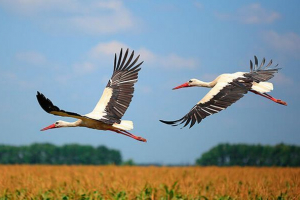Особливості міграції лелек Особливості міграції лелек