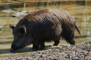 Особливості поведінки кабана Особливості поведінки кабана