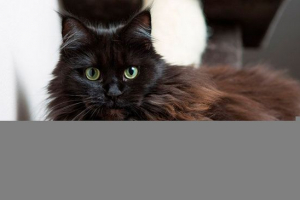 Особливості поведінки та вмісту кота породи чорний мейн-кун Особливості поведінки та вмісту кота породи чорний мейн-кун