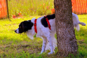 Особливості процесу відбору в рослинах і тварин Особливості процесу відбору в рослинах і тварин
