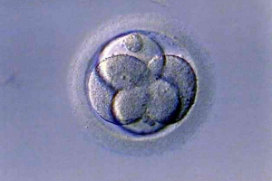Особливості зовнішнього та внутрішнього запліднення у тварин Особливості зовнішнього та внутрішнього запліднення у тварин