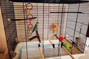 Особливості вибору клітин для папуг Особливості вибору клітин для папуг