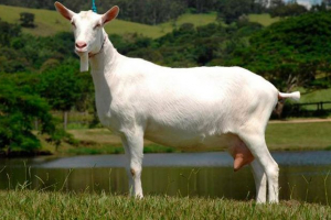 Особливості zaanenian rock Особливості zaanenian rock