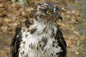 Osoed звичайні Osoed звичайні