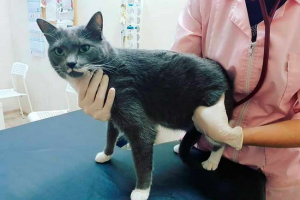 Остеосинтез у кішках - що це таке? Остеосинтез у кішках - що це таке?