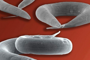 Цвіль Цвіль