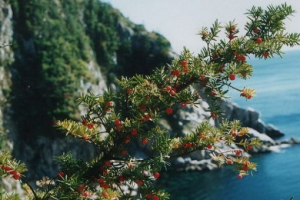 Вказаний тис Вказаний тис