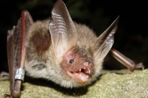 Нічні ночі Нічні ночі