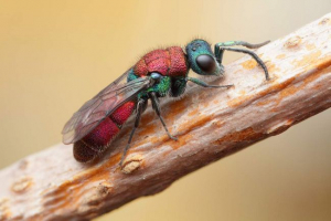 Wasp-блискучих або золотих оси Wasp-блискучих або золотих оси