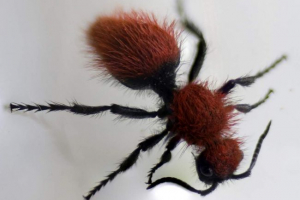 Wasp-chims або пухнасті оси Wasp-chims або пухнасті оси