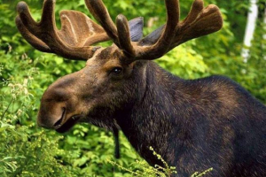 Батько та син від воронежа з'являться до суду за вбивство лока Батько та син від воронежа з'являться до суду за вбивство лока