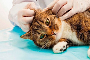 Отит в кіт - як проявляється? Отит в кіт - як проявляється?